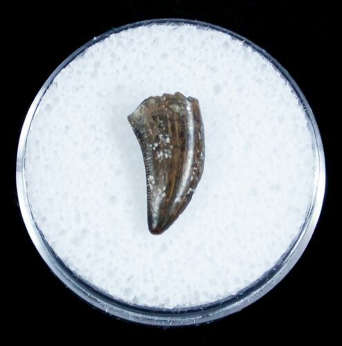 Small Dromaeosaur/Raptor Tooth From Montana #3436